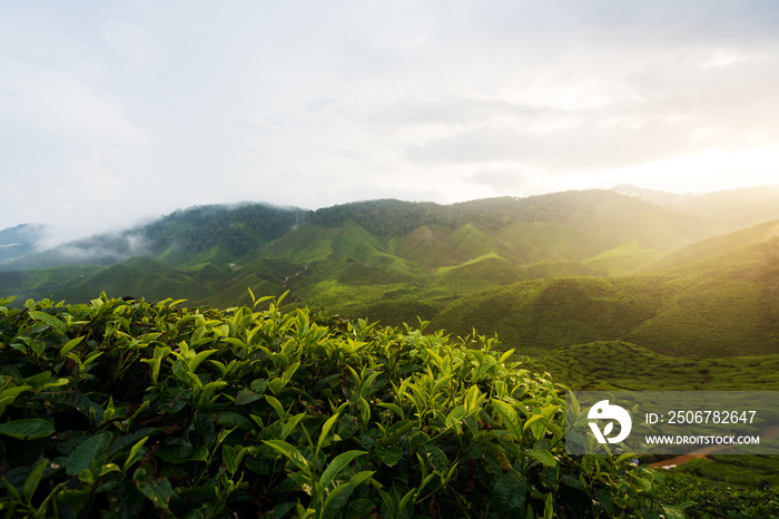 Amazing Malaysia landscape. View of tea plantation in sunset/sunrise time in in Cameron highlands, M