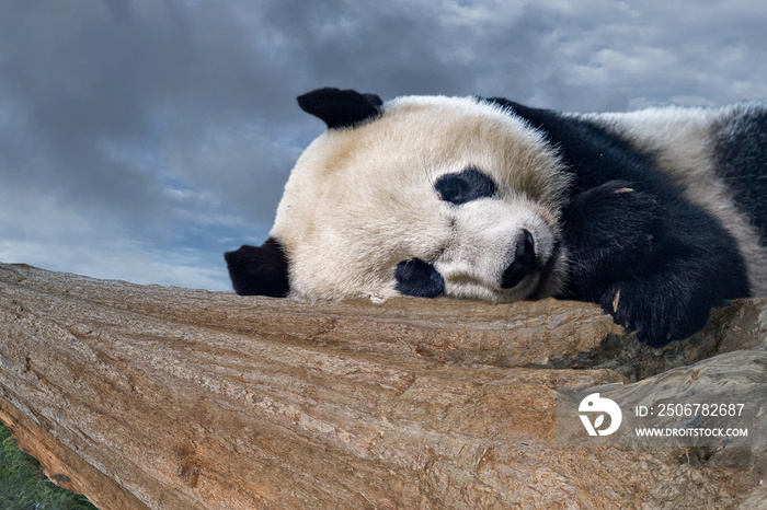 大熊猫新生儿睡觉时特写