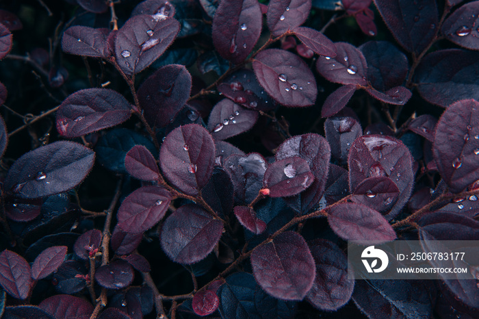 Summer tropical background. Beautiful plants in the garden. Purple Daydream Dwarf Loropetalum