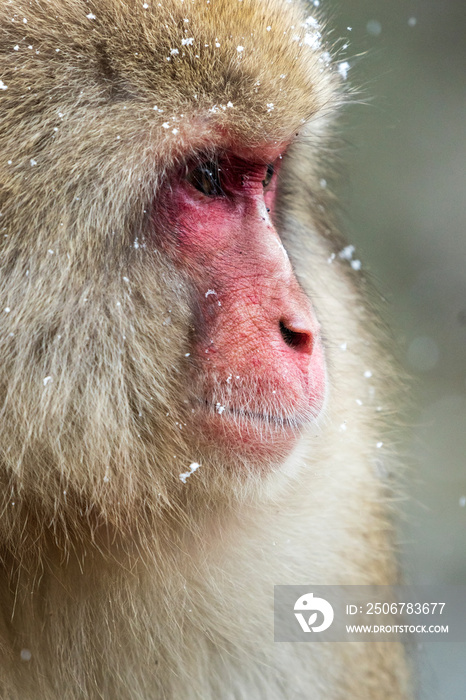 Snow Monkeys or Japanese Macaques in Japanese Alps.