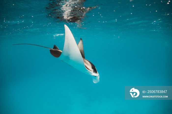 Beautiful and graceful  Manta ray swimming in clear blue water at the surface