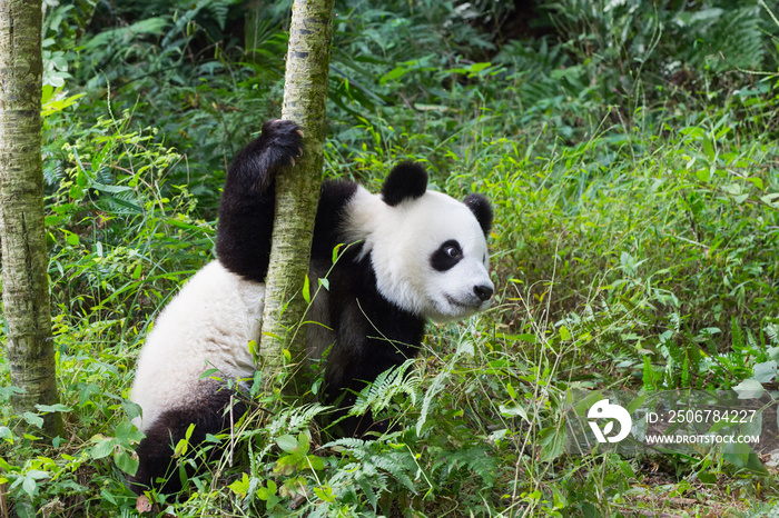 Young giant Panda (Ailuropoda melanoleuca), Chengdu, Sichuan, China