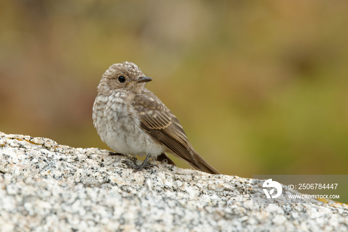 Spotted Flycatcher - Muscicapa striata sitting small passerine bird in the Old World flycatcher fami