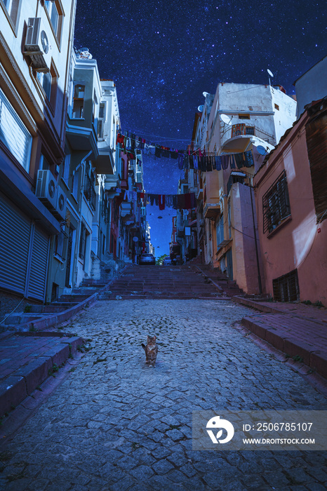 Fairytale night cityscape. Landscape ıstanbul, Turkey. Old street view with stray cat