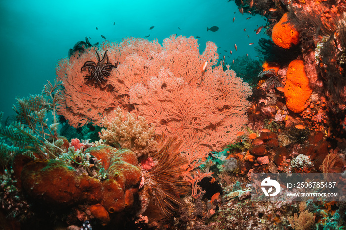 Underwater coral reef scene, colorful corals surrounded by small fish in crystal clear water, Indone