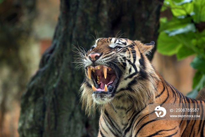 Close up photo of a sumatran tiger