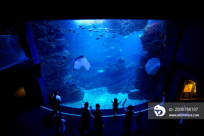 水族館のアクアリウム