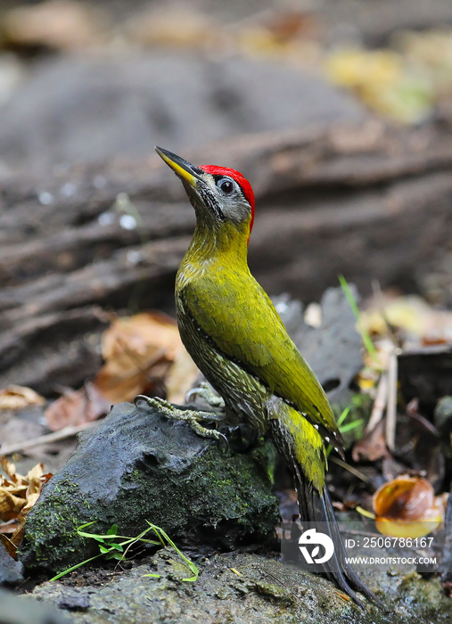 条纹胸啄木鸟（Picus viridanus），雄性，泰国Kaeng Krachan国家公园