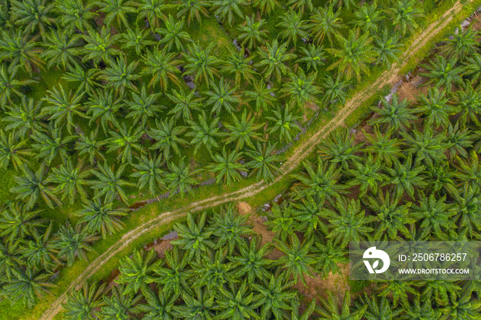 Aerial view of beautiful pattern palm oil plantation in Asia. Agricultural background