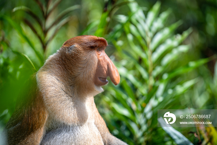 马来西亚婆罗洲雨林中的野生长鼻猴或大鼻猴
