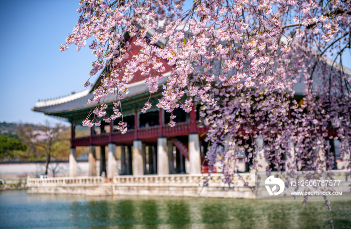 gyeongbokgung palace in spring at seoul,south korea