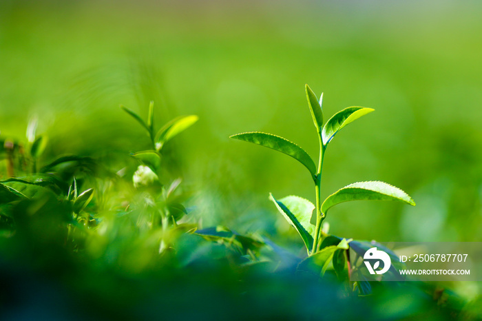 绿茶芽。新鲜茶园。特写顶部。