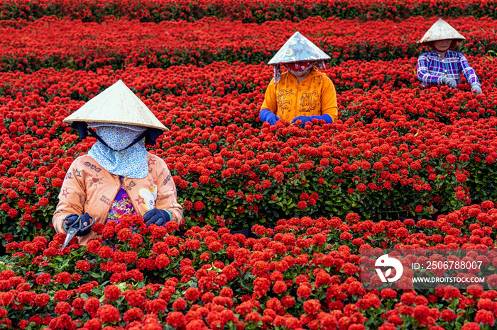 Group of Vietnamese farmers working with red flowers garden in sadec, dong thap province, vietnam,tr