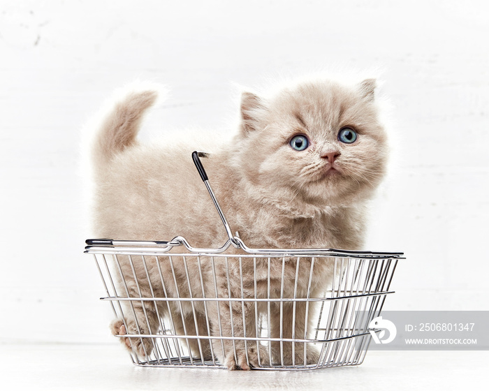 small kitten in shopping basket