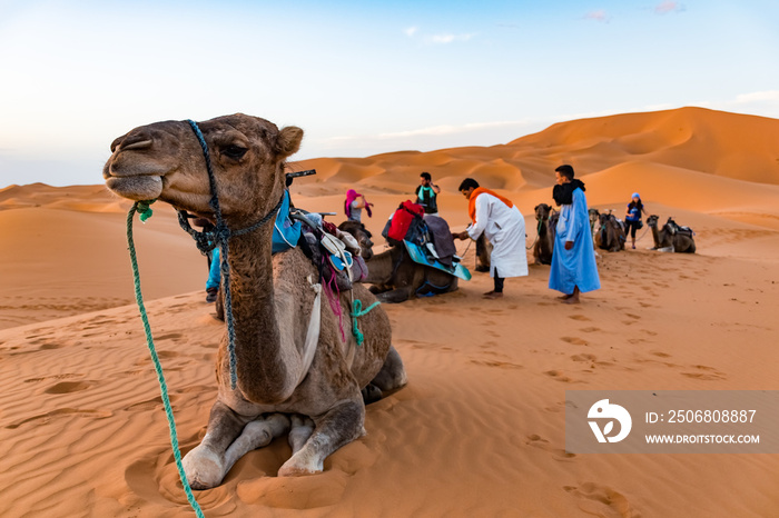 摩洛哥梅佐加-8月2日：一名身穿传统服饰的柏柏尔男性向导训练一头年轻的公骆驼