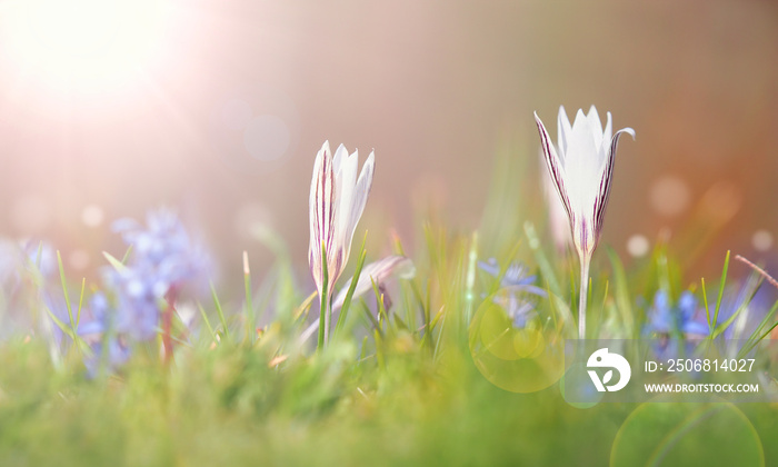 White crocus flowers in soft light in early spring