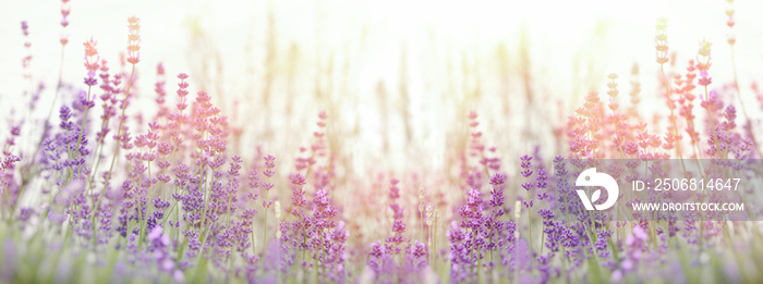 Lavender flower, selective focus on lavender flower in flower garden