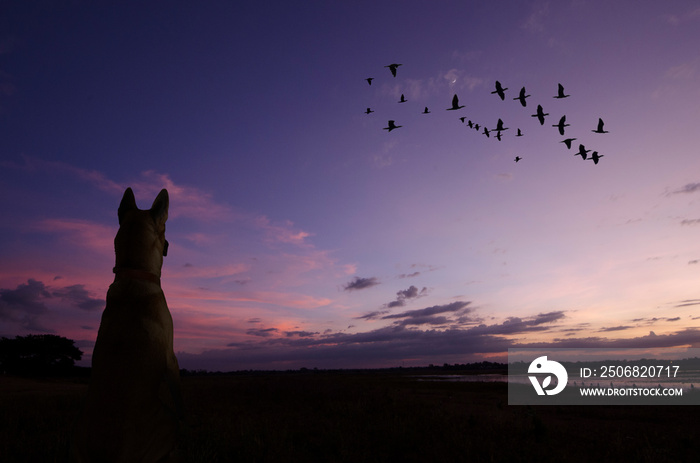 Lonely dog watches flying birds in the evening