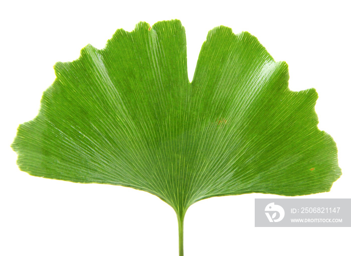 Ginkgo Biloba Leaf Isolated On White Background.