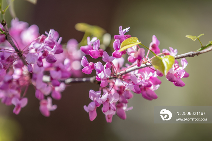 Judas tree or Cercis siliquastrum in spring