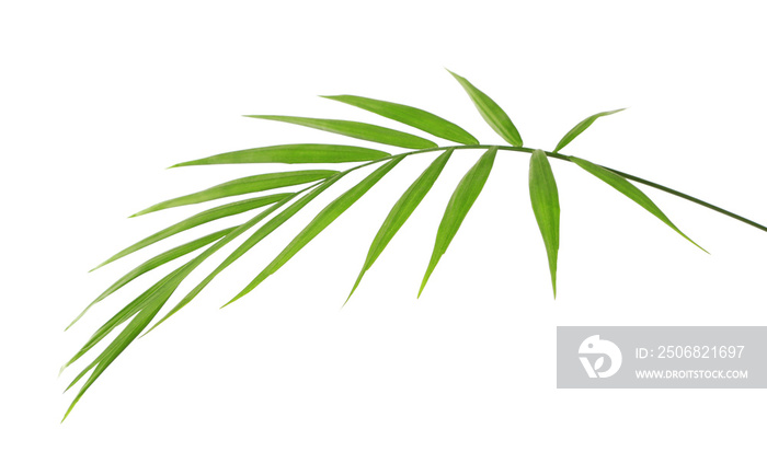 Green leaf of palm tree on white background