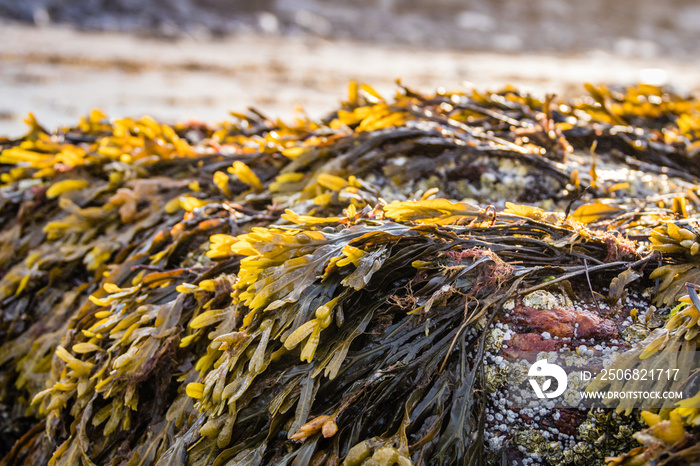 Seaweed, Bladderwrack (Fucus vesiculosus) closeup in Maine at dawn