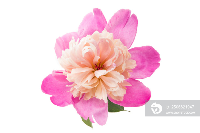 pink peony isolated