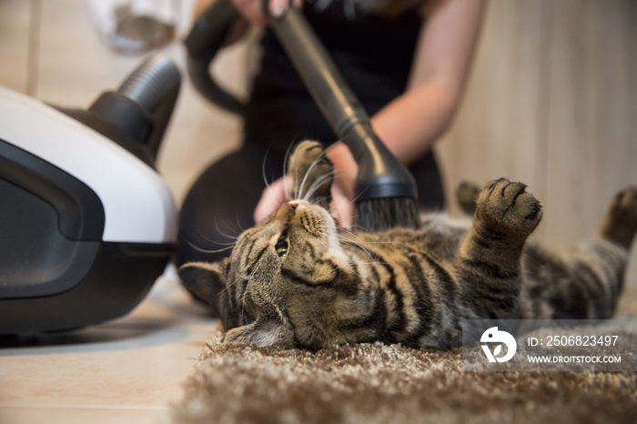带真空吸尘器的清洁猫低角度视图