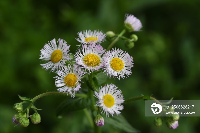 Philadelphia fleabane flowers. Asteraceae perennial plant.