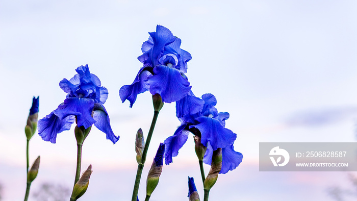 Iris flowers with blue petals on a light sky background_