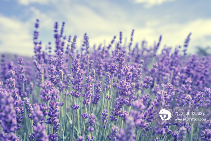 Beautiful lavender flower