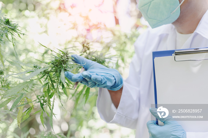 戴着口罩和手套的科学家在大麻农场检查大麻植物的肖像。大麻研究者