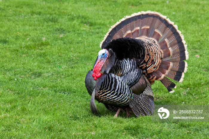 Fluffed Up Tom Turkey