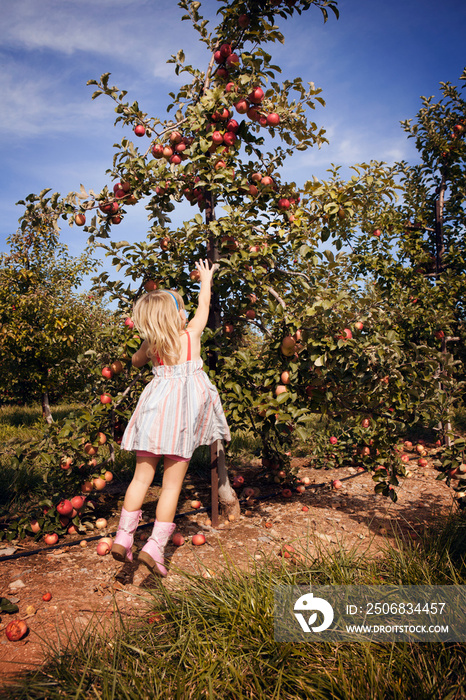 Girl (84-5) reaching for apple in orchard