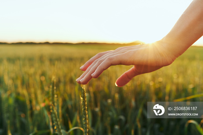 wheat in hands