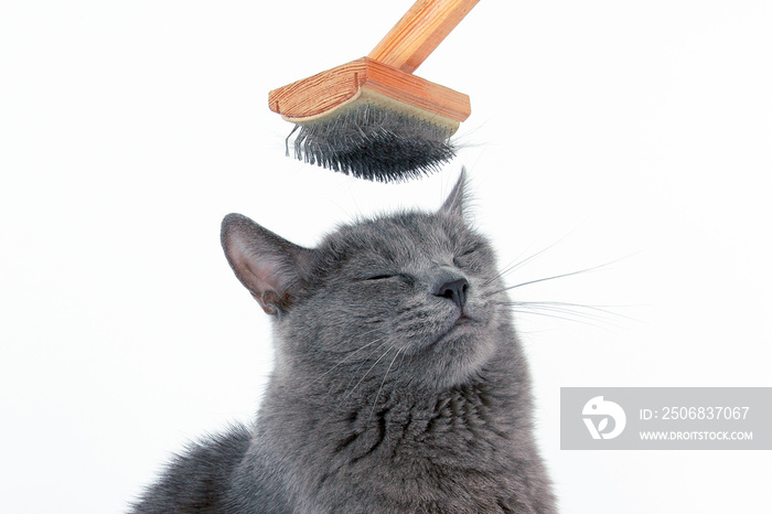 头上的灰色猫梳羊毛刷