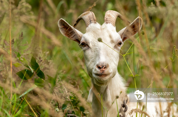 biała koza patrzy white goat