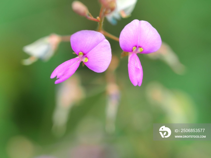 アレチヌスビトハギの花のアップ