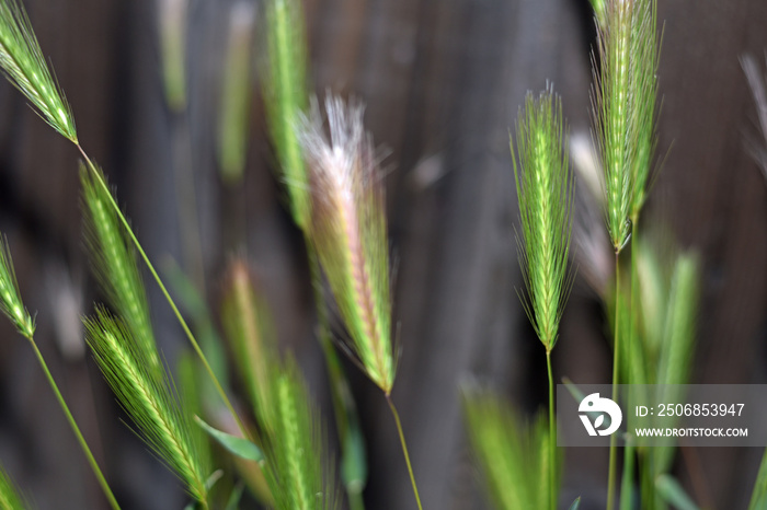 Foxtails