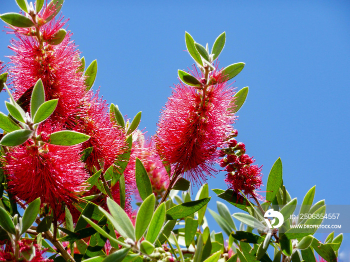 Close up view of bottle brush (Callistemon) flower which is native to Australia