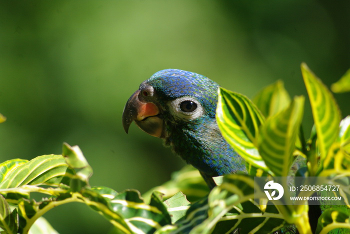 Wonders of the Amazon Rainforest in the Viceroyalty of Peru