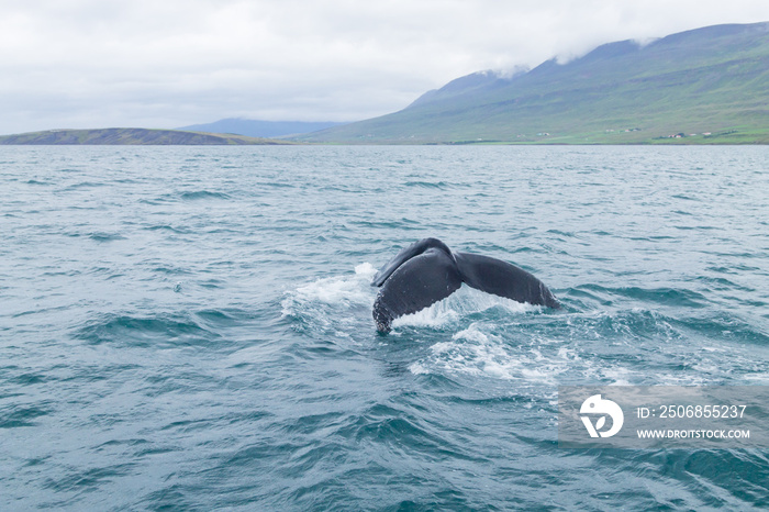 Whale watching from Akureyri, Iceland. Whale in nature