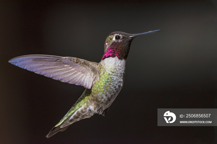 Annas Hummingbird（Calypte Anna）在飞行中展示自己的颜色