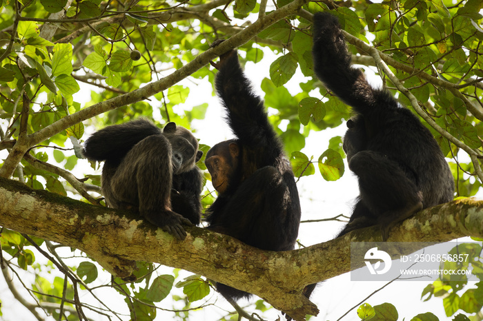 普通黑猩猩（Pan troglodytes schweinfurtii）在树上放松，Kyambura Gorge，Queen Elizabe