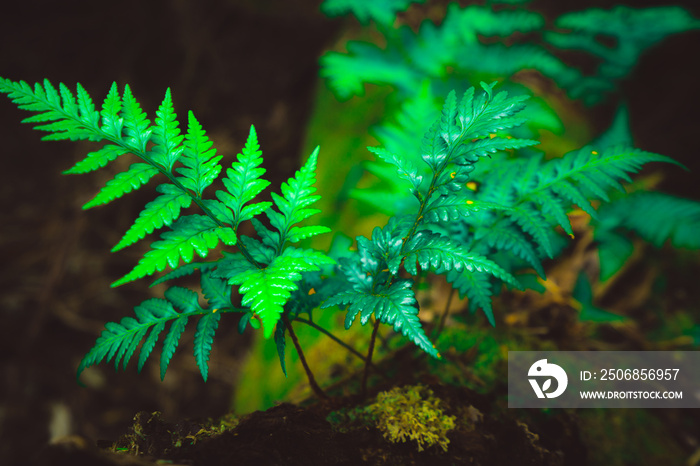 澳大利亚塔斯马尼亚热带雨林丛林中的野生蕨类植物。自然特写背景。