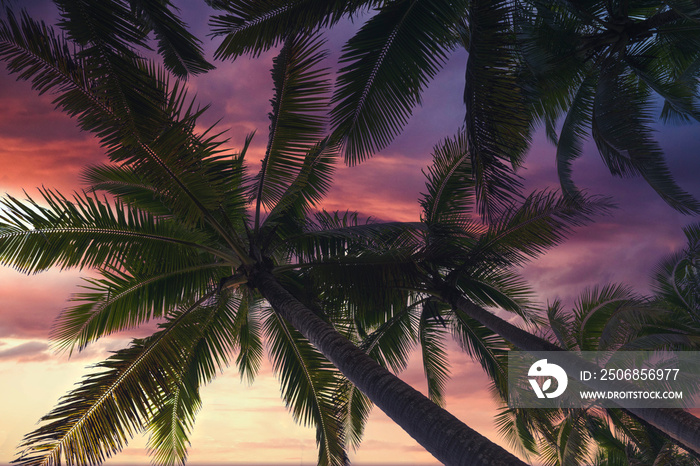 夏威夷大岛上棕榈树、彩虹、雨林和日落的热带景象