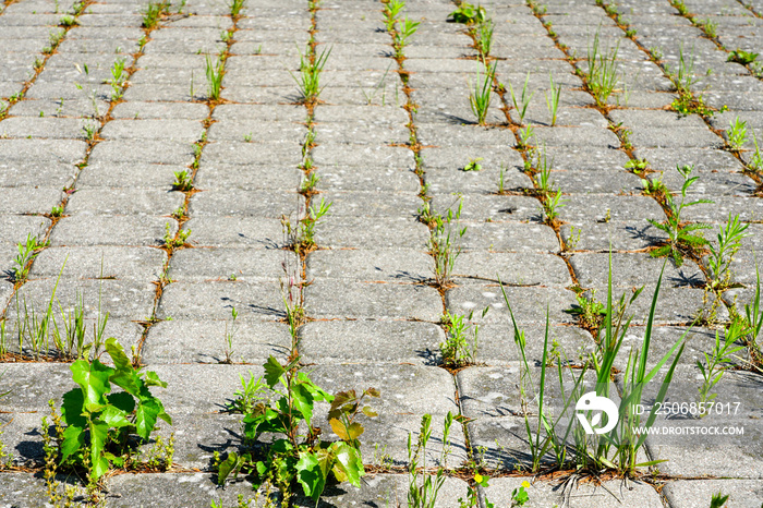 Weeds growing between brick paving stones in untreated cobbled area