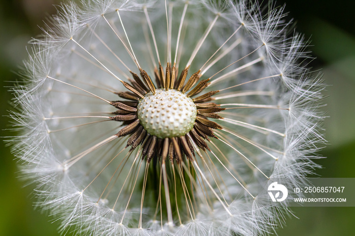 Nahaufnahme von einer Pusteblume (Löwenzahn) im Sommer