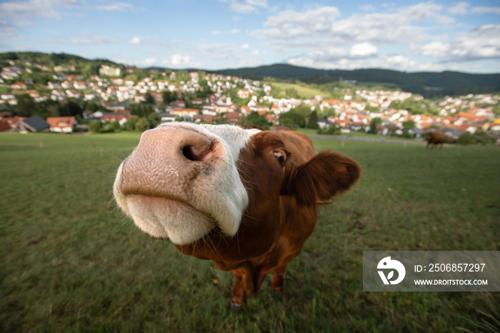 Weidehaltung von Milchkuh, Kuh blickt neugierig in die Kamera, starke Verzeichnung durch Weitwinkel 