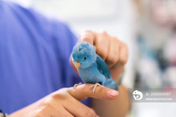 A veterinarian is checking the health of a lovebird. Forpus bird physical examination